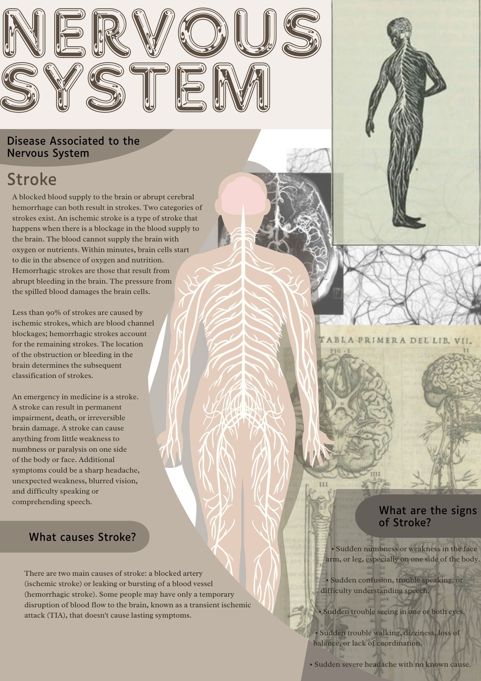 Human Nervous System Infographic