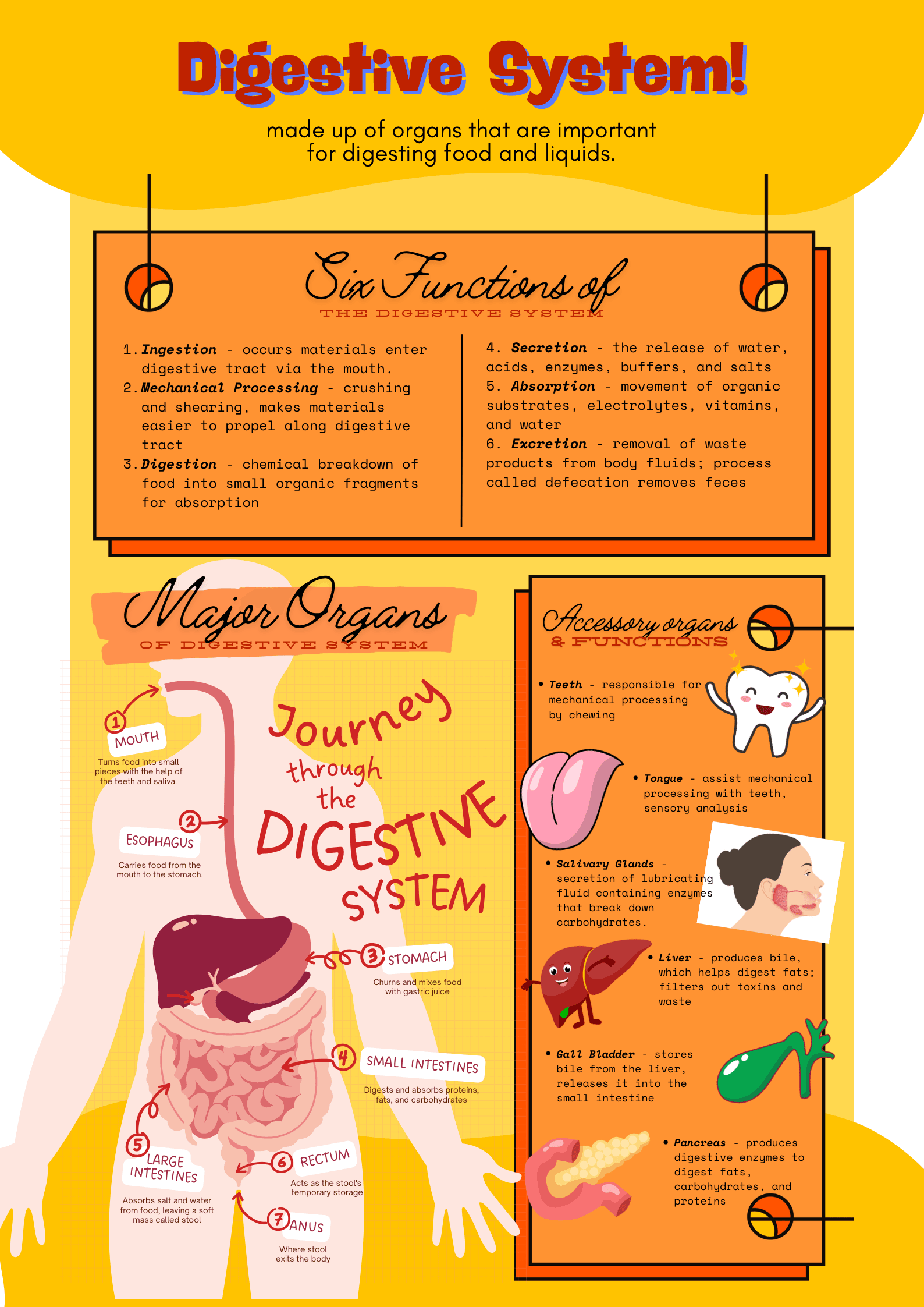 Infographic Flowchart Of Digestive System
