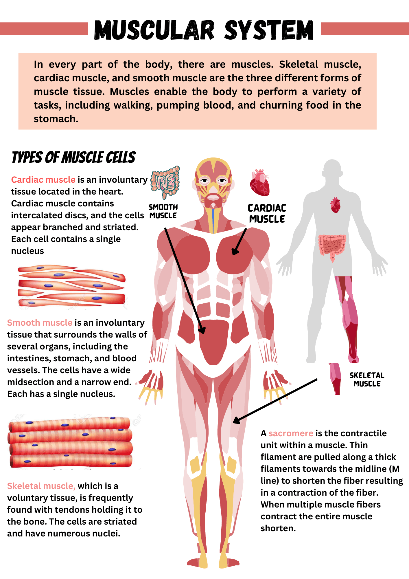 Human Body System Human Body Science Human Body Unit Body Systems