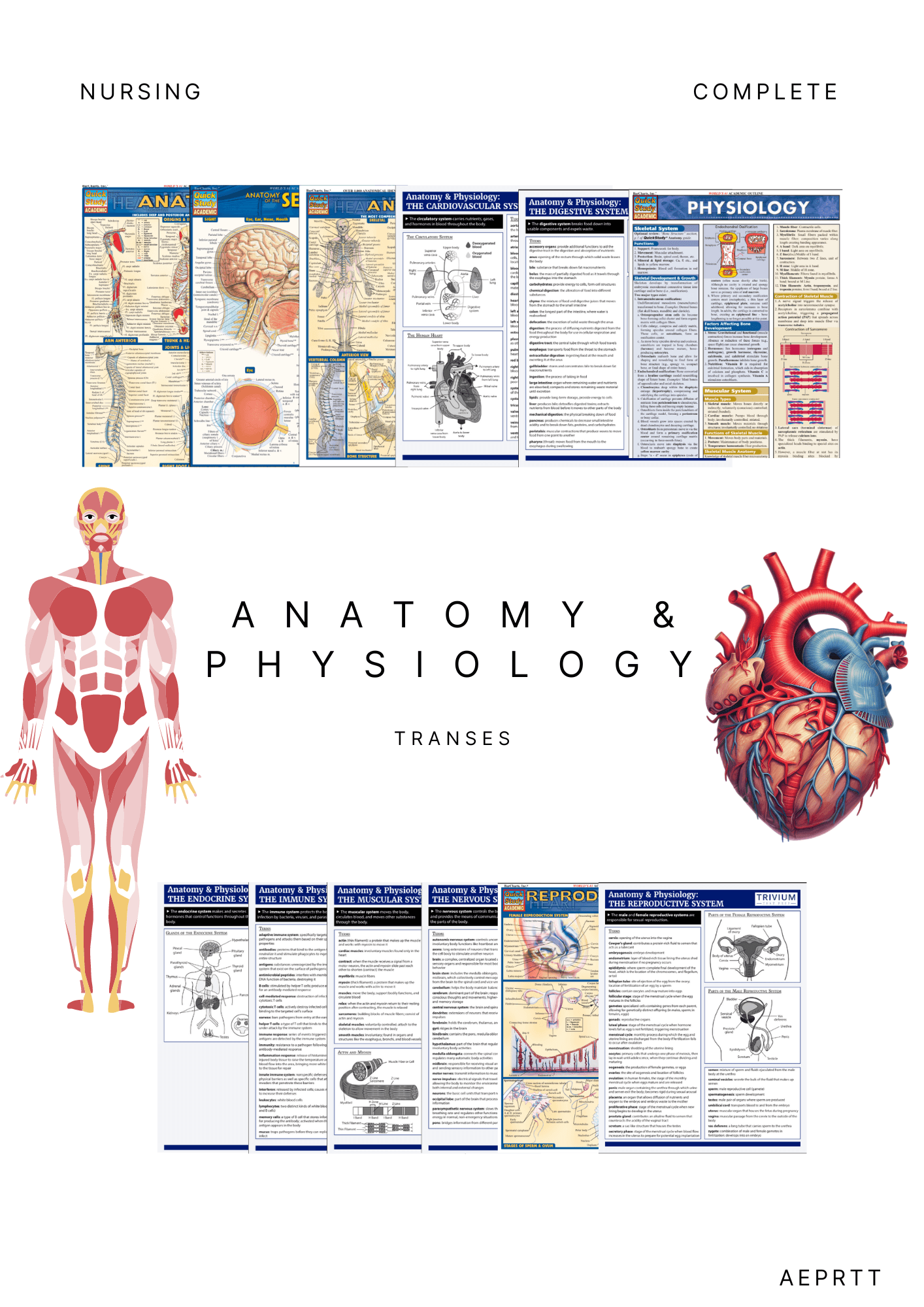 Anatomy & Physiology Tanses bundle by aeportuito - Raket.PH anatomy-physiology-tanses-bundle-by-aeportuito-raket-ph