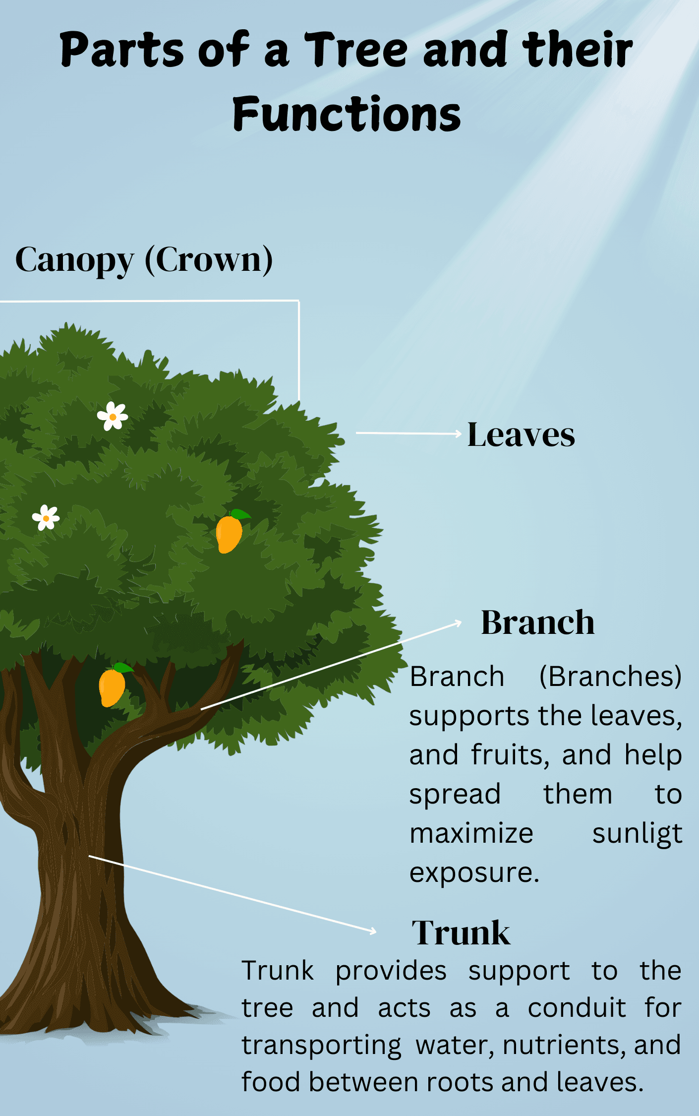 Tree Function 3rd Parts Of A Tree Trunk And Their Functions