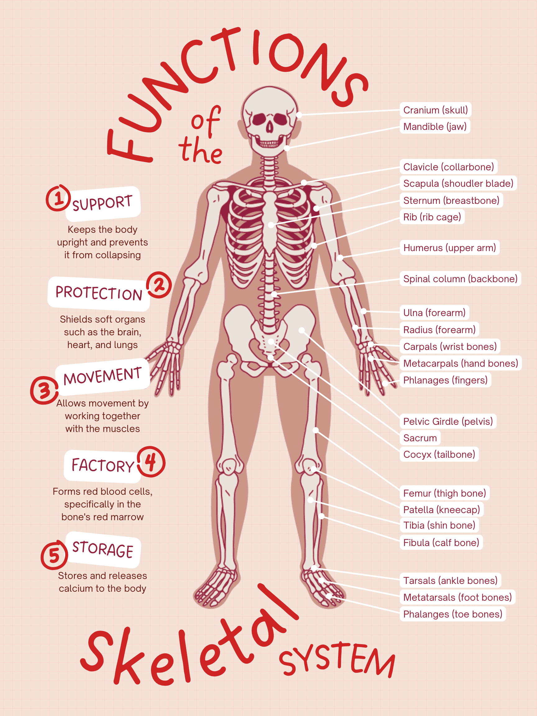Skeleton Module 3 Different Parts Of The Skeletal System