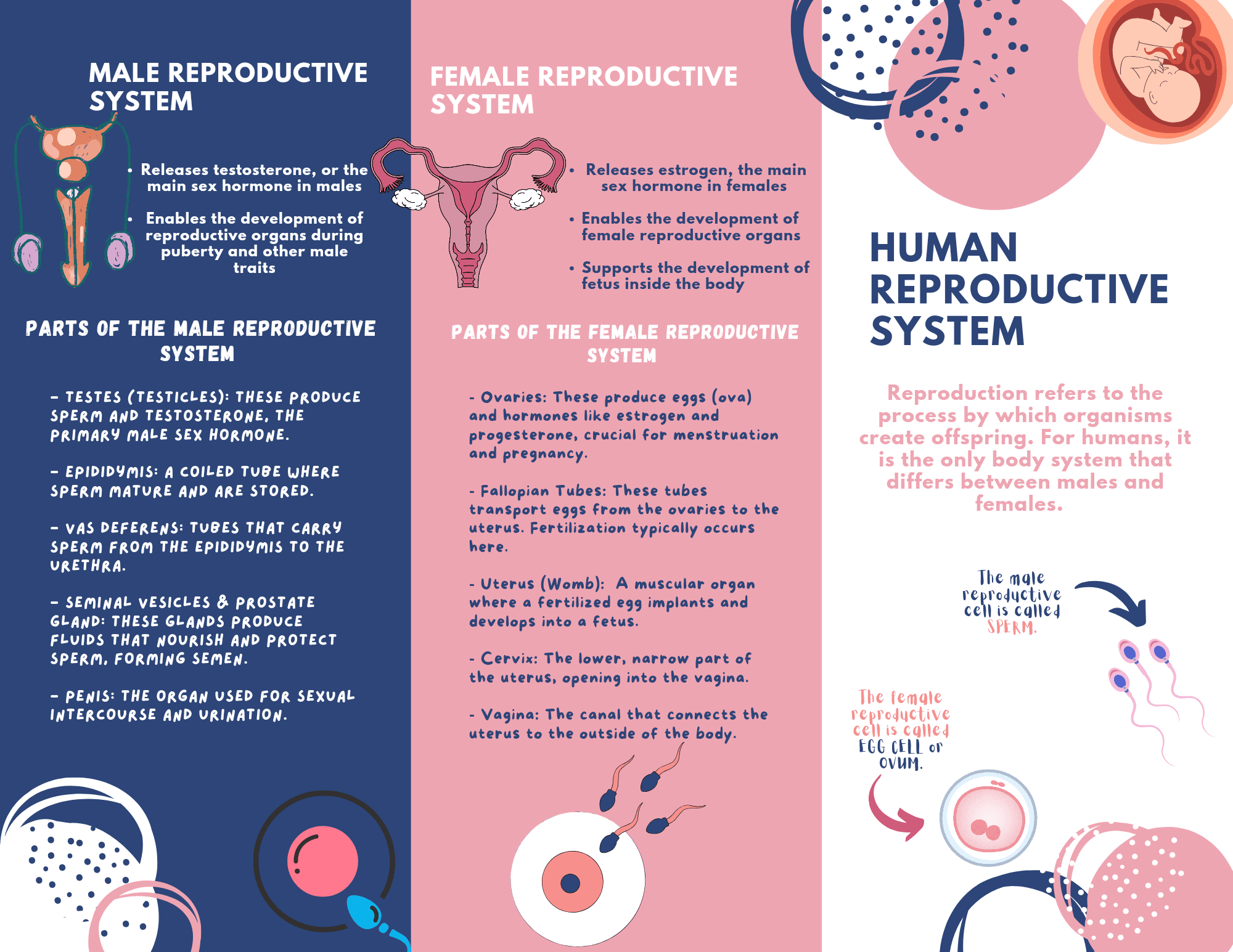 Human reproduction 3d human reproductive system 3d male female ...