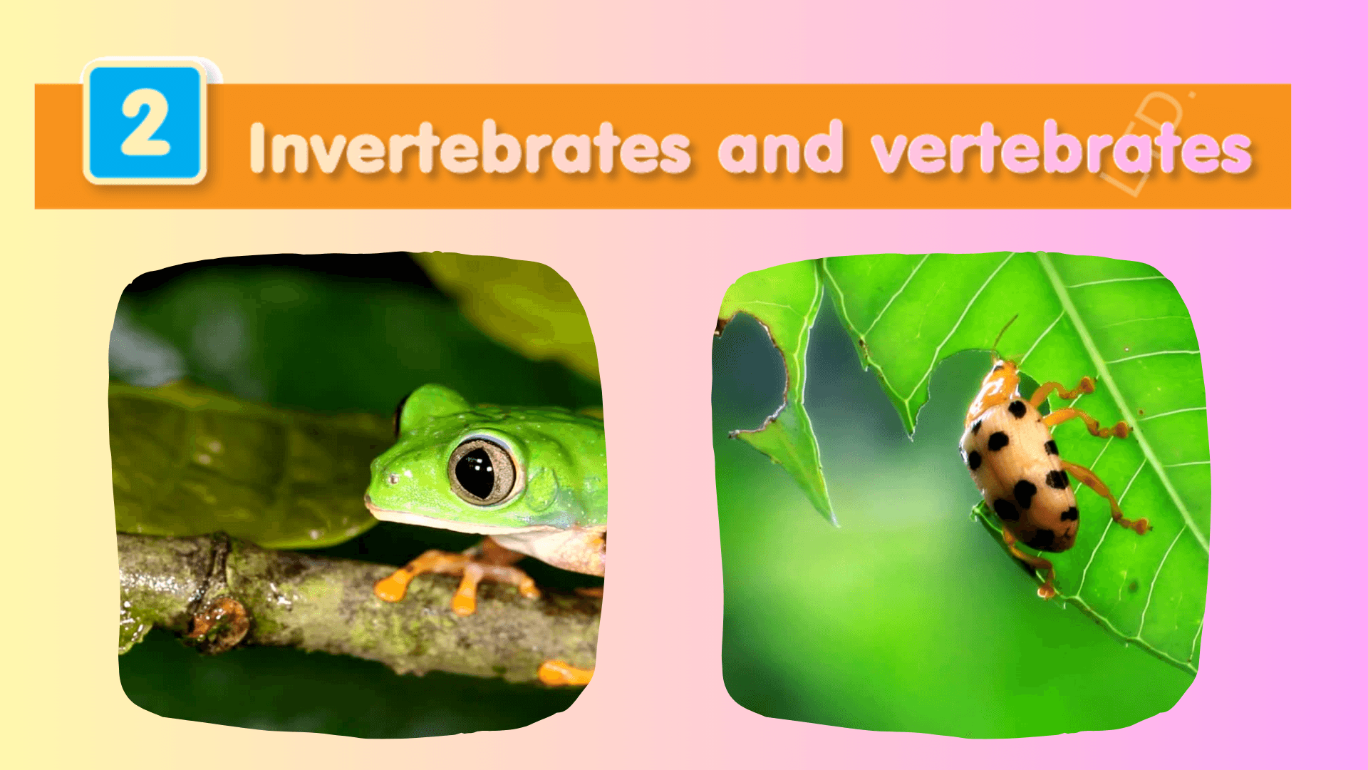 Vertebrates And Invertebrates Powerpoint
