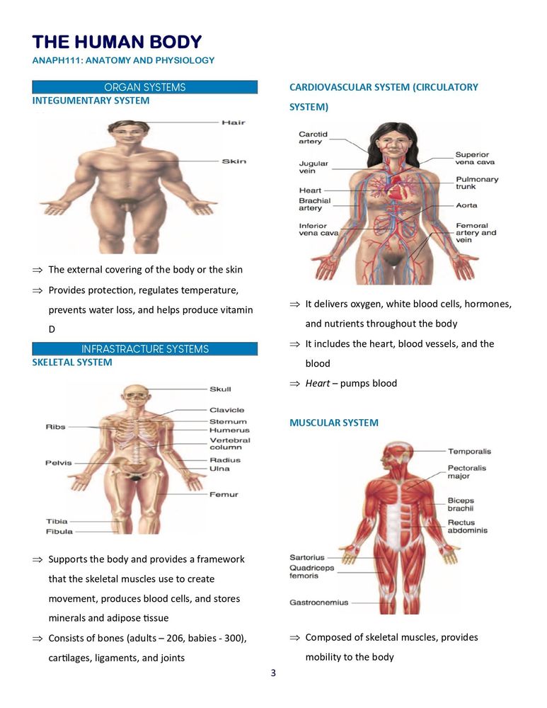 Anatomy And Physiology Of Human Body Systems Pdf Anatomy Physiology